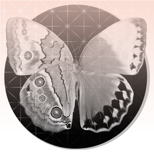 Read More - Moth (650x650), Png Download