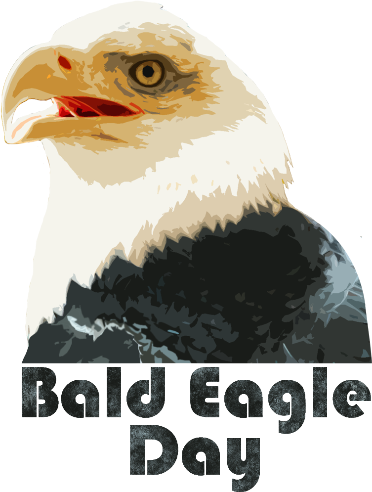 December 10, 2014 - Bald Eagle (804x1020), Png Download