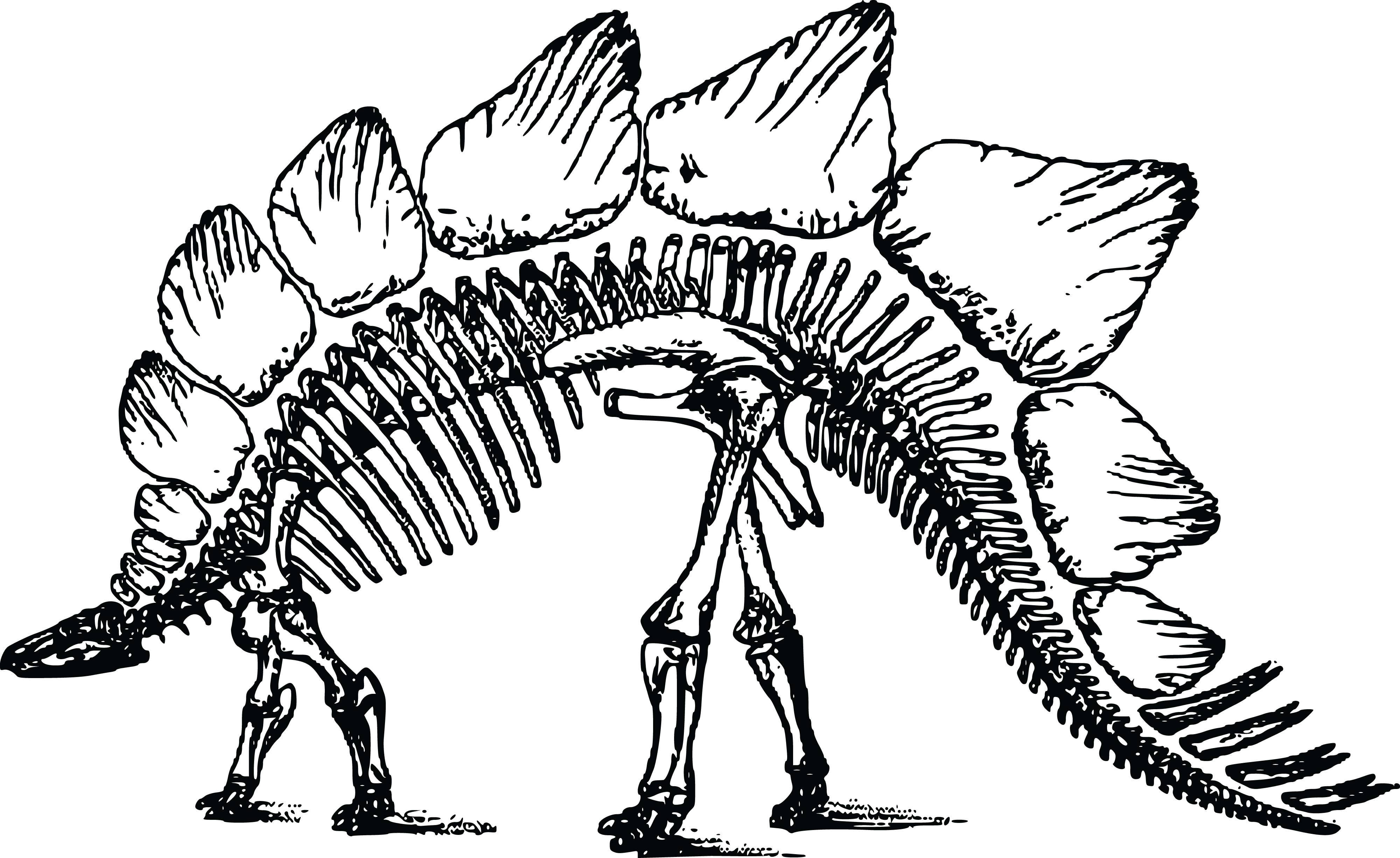 This Free Icons Png Design Of Stegosaurus Skeleton (2400x1470), Png Download