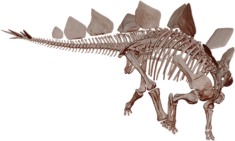 Skull (480x440), Png Download