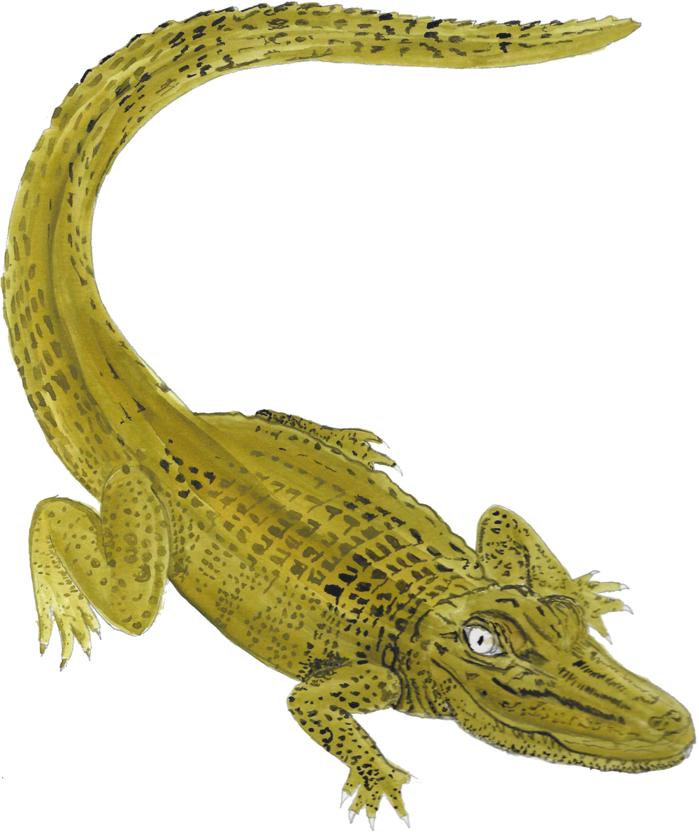 Icon-gator - Nile Crocodile (1000x1200), Png Download