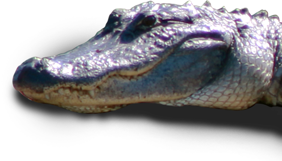 American Crocodile (553x317), Png Download