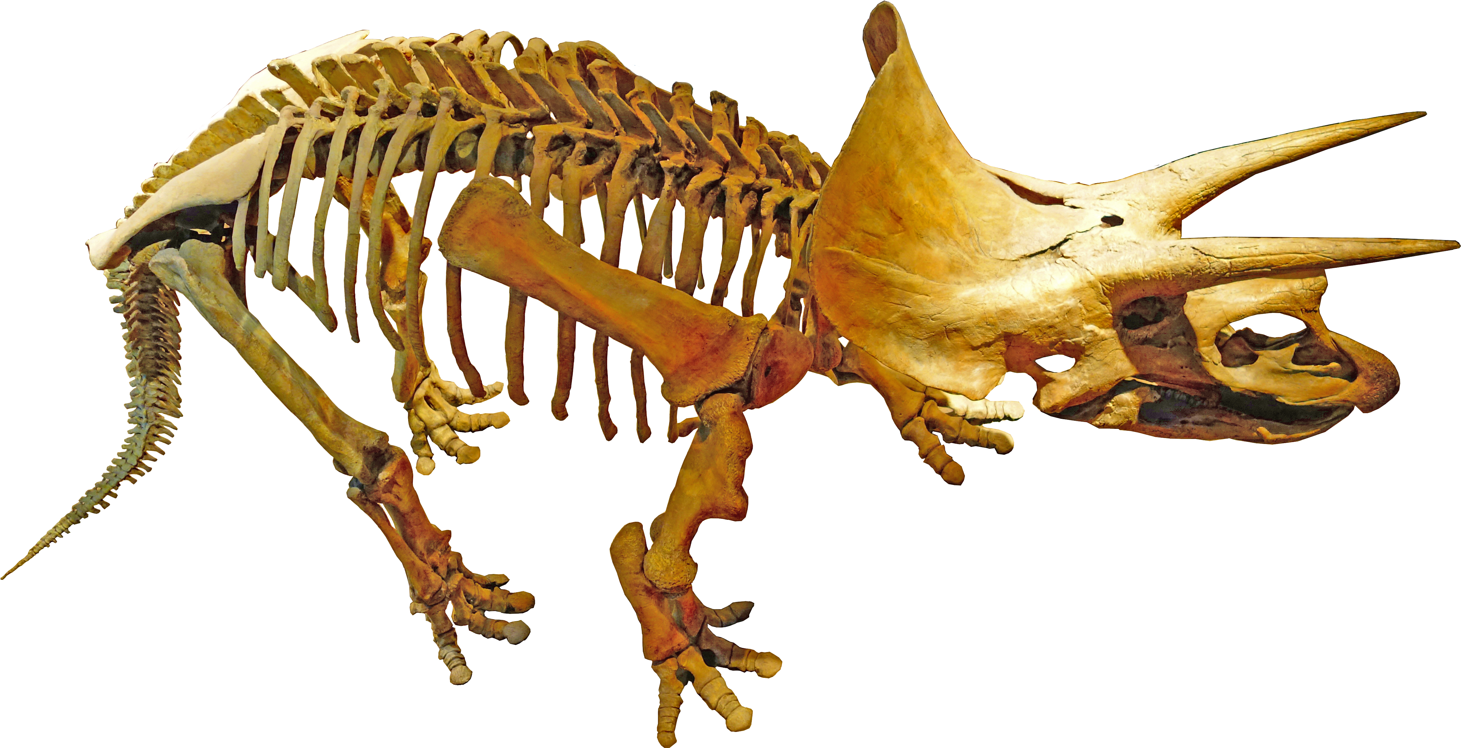 Triceratops Royal Tyrrell - Triceratops (4920x2616), Png Download