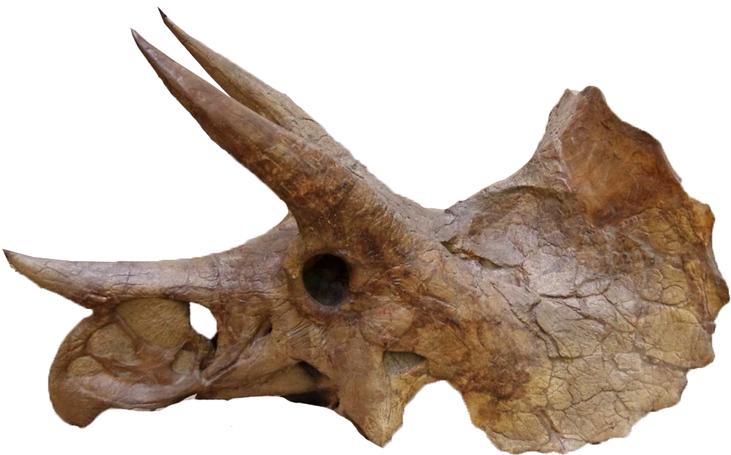 Yale Peabody Triceratops 004trp - Ypm 1822 (1280x850), Png Download