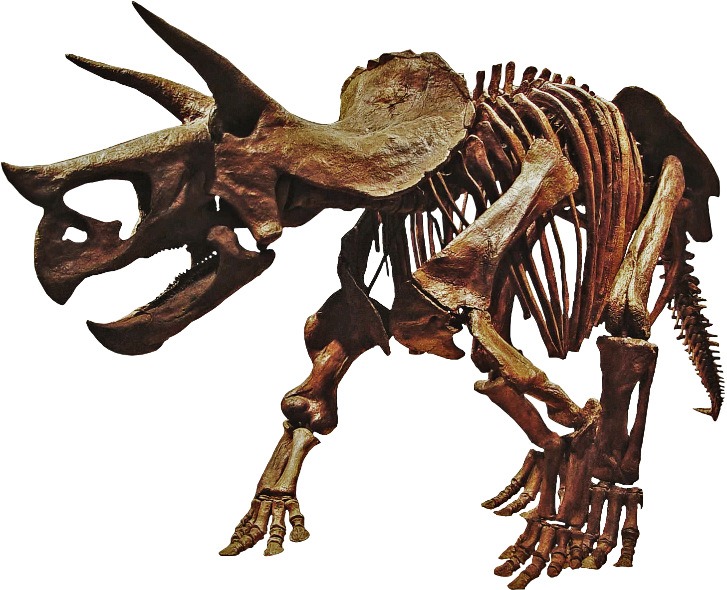 Triceratops Prorsus - Triceratops Dinosaur Skeleton Png (1505x1201), Png Download