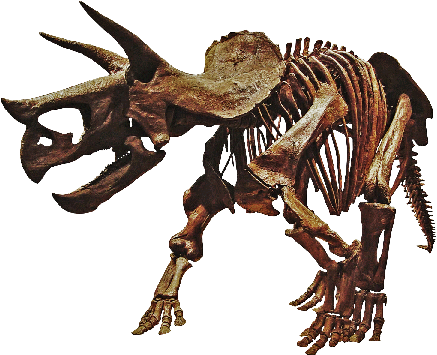 Download Triceratops Prorsus - Triceratops Dinosaur Skeleton Png PNG