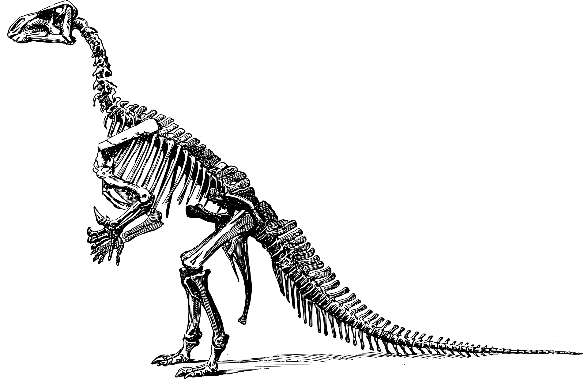 Tyrannosaurus Dinosaur Fossils Clip - Dinosaurs Skeleton Png (1920x1238), Png Download