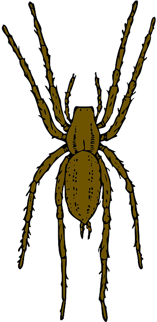 Brown, Cartoon, Spider, Bug, Insect, Spiders, Leap - Brown Spider Clipart (320x640), Png Download