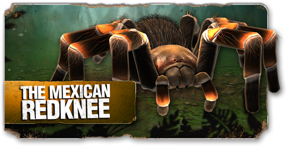 Meet The Mexican Redknee, The First Spider You'll Come - Real Scary Spiders (570x289), Png Download