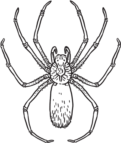 Wolf Spider (500x500), Png Download