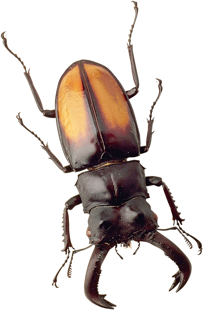 Beetle Png (1000x1436), Png Download