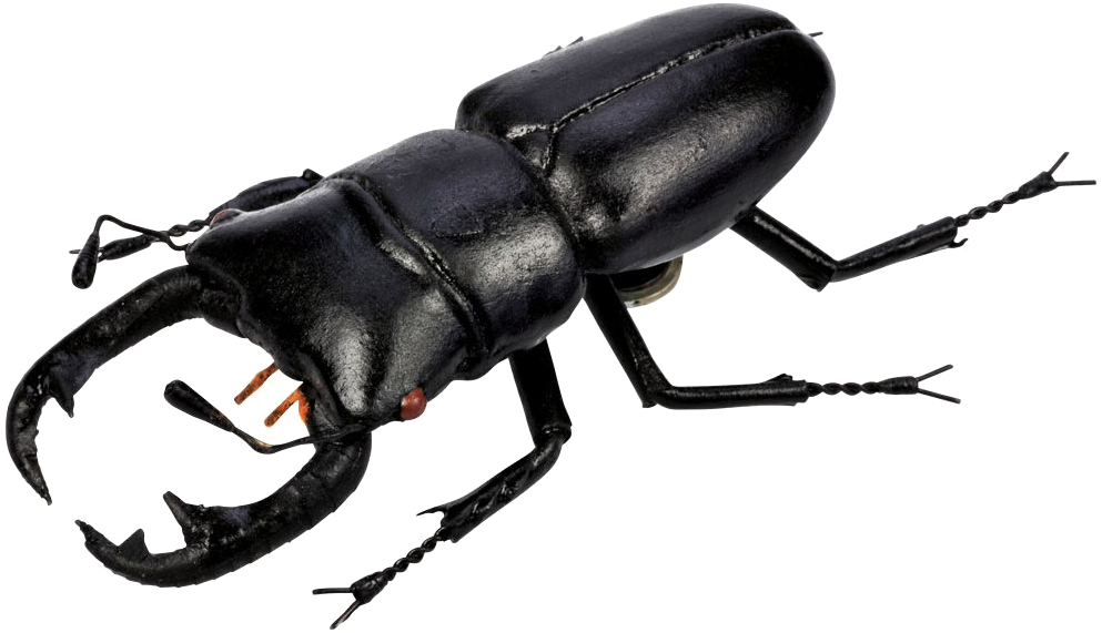 Beetle Png Picture - Stag Beetle Png (1000x700), Png Download