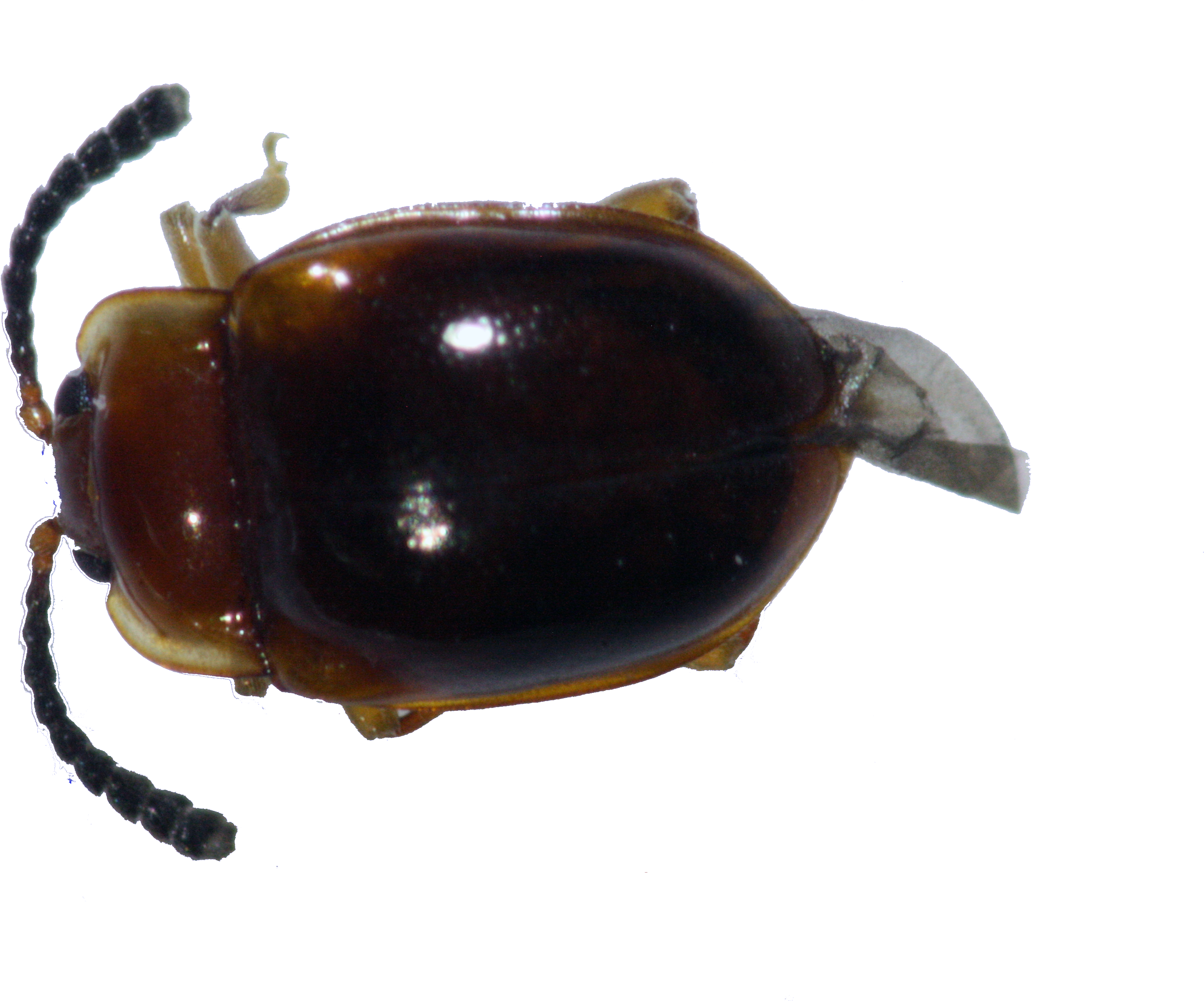43 - Dung Beetle (3888x2592), Png Download