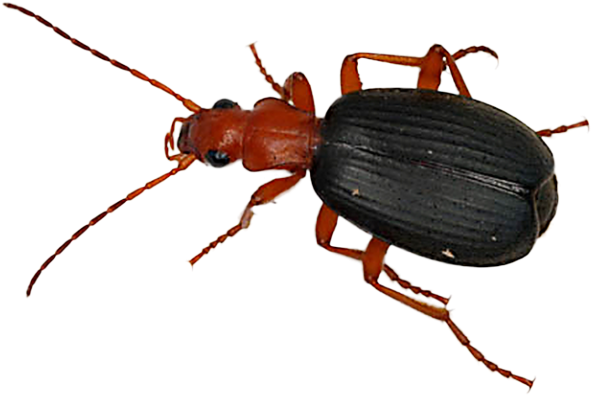 Beetle Png Transparent Images - Bombardier Beetle Png (640x480), Png Download