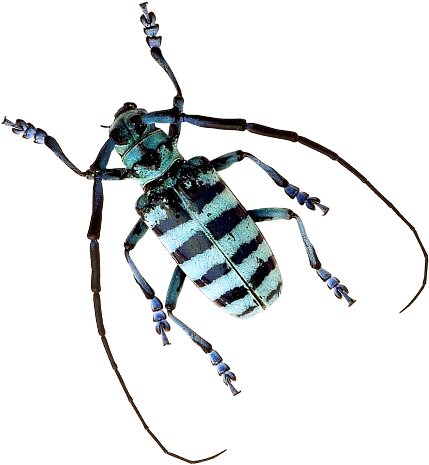 Download Longhorn Beetle PNG Image with No Background - PNGkey.com