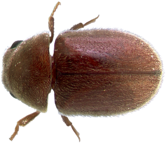 Beetles - Dung Beetle (450x300), Png Download