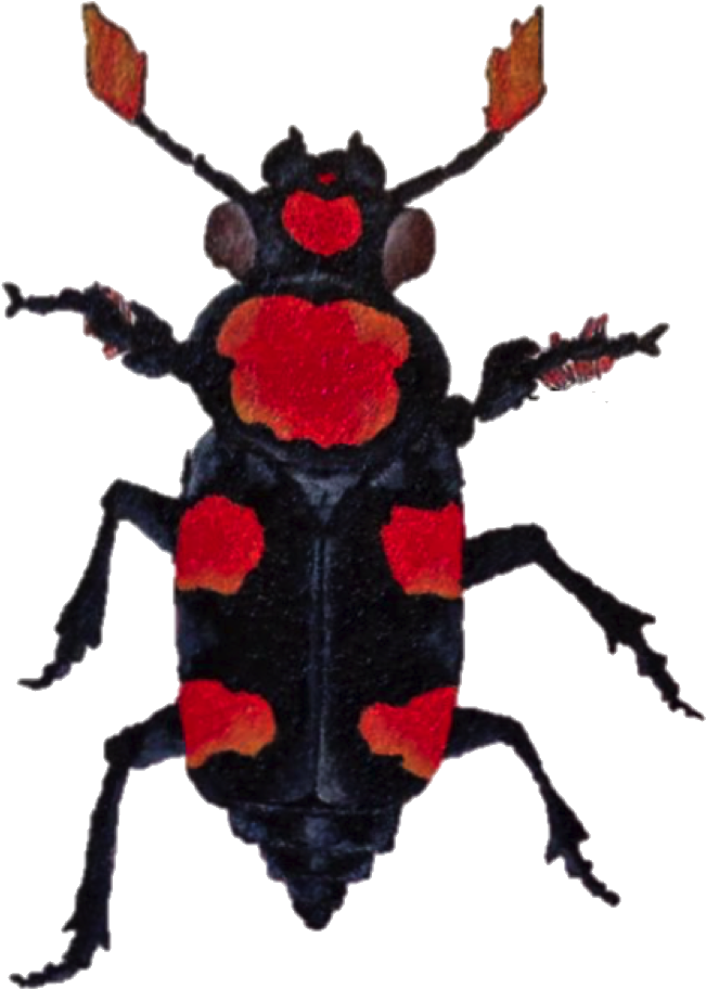 Carrion Beetle Transparent Background (984x984), Png Download