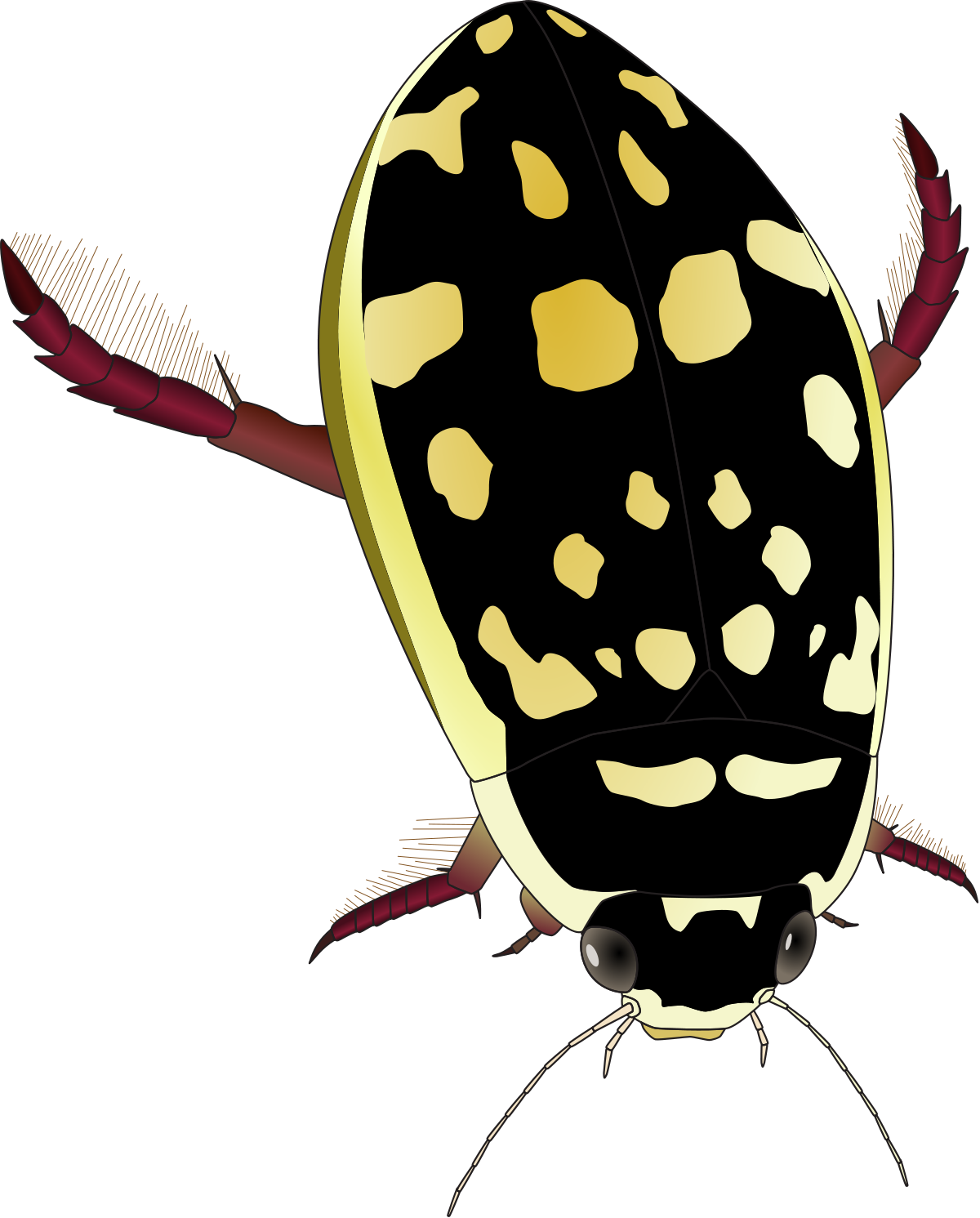 Thermonectus Marmoratus (1200x1491), Png Download