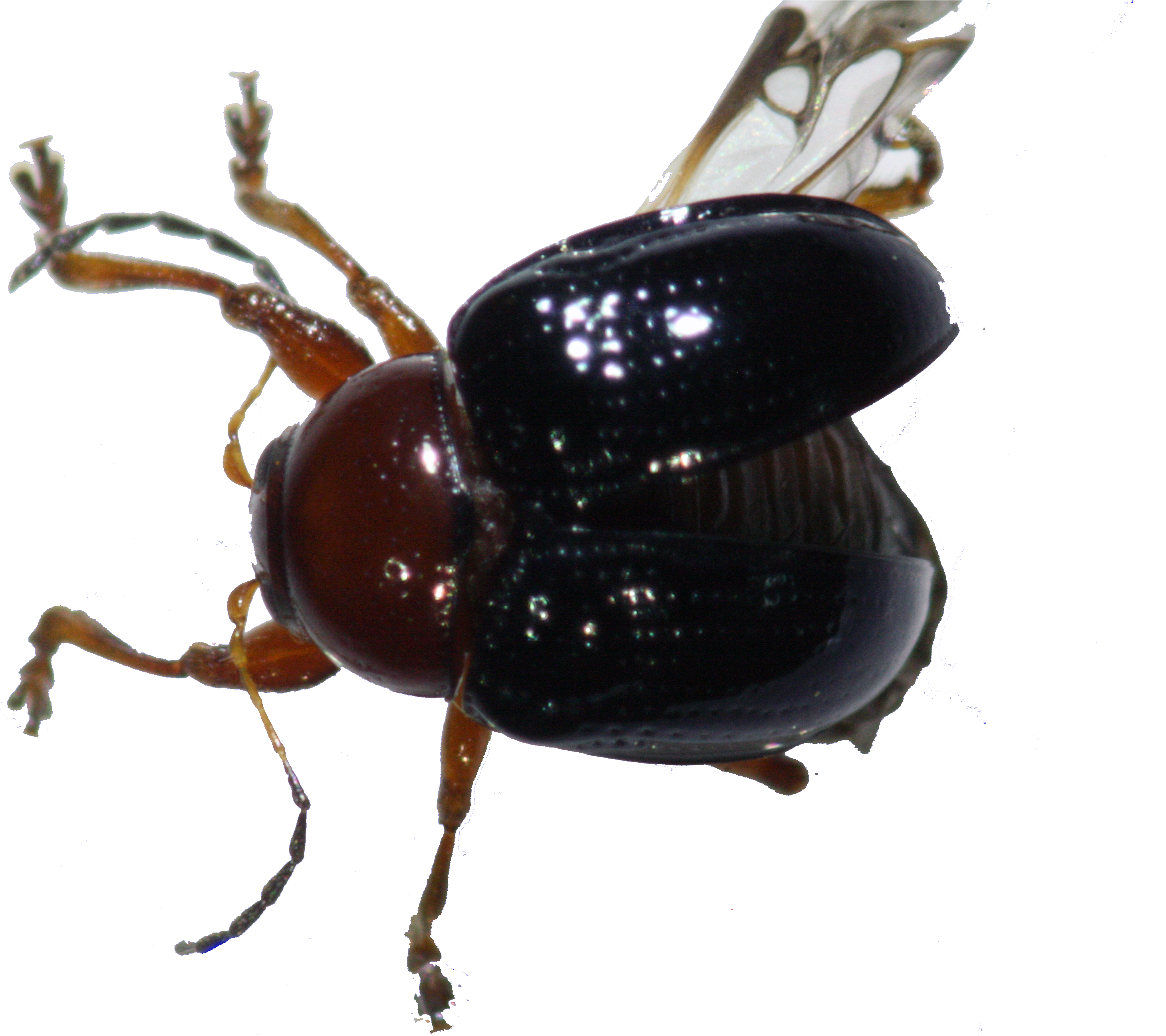 51b - Portable Network Graphics (3888x2592), Png Download