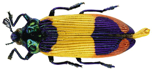 Beetle Png Transparent Image - Papua New Guinea Beetles (568x402), Png Download