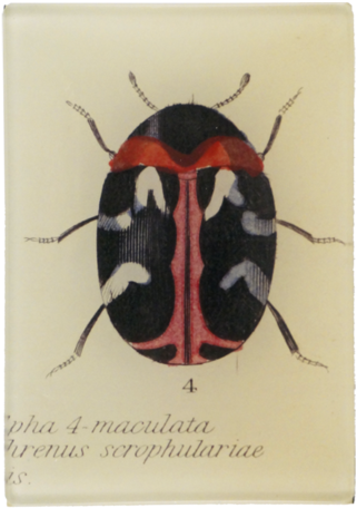 Carpet Beetle Carpet Beetle - Leaf Beetle (500x500), Png Download