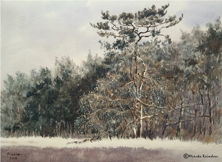 Grove Den Watercolor & Gouache, - Shortleaf Black Spruce (800x800), Png Download