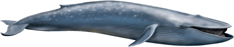 Blue Whale Png Transparent - Blue Whale Png (1024x256), Png Download