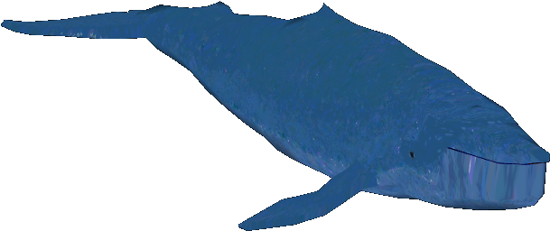 Blue Whale - Blue Whale Pic Download (608x608), Png Download