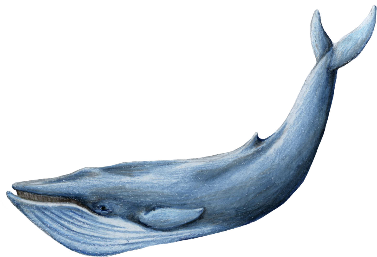 M - A - Kamees - Blue Whale Images Hd (1592x1108), Png Download