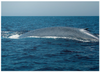 Blue Whale (400x400), Png Download
