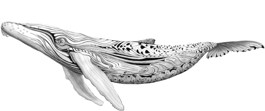 Blue Whale Png (1000x680), Png Download