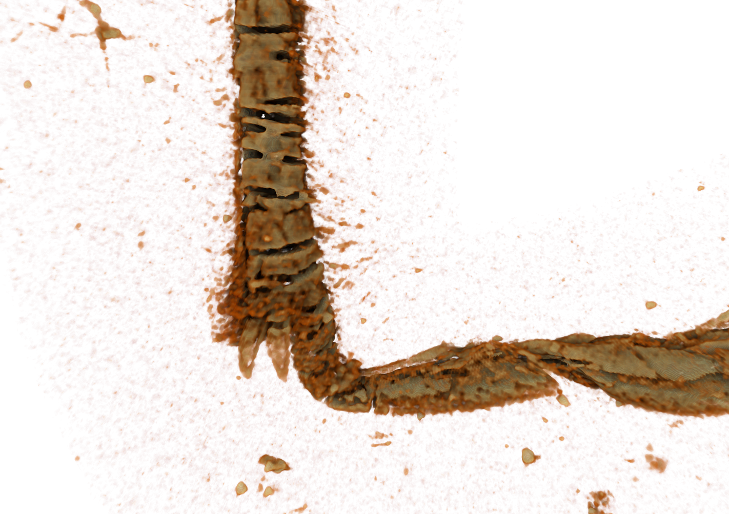 Spurs-03 - Malacosoma Disstria (1422x1003), Png Download