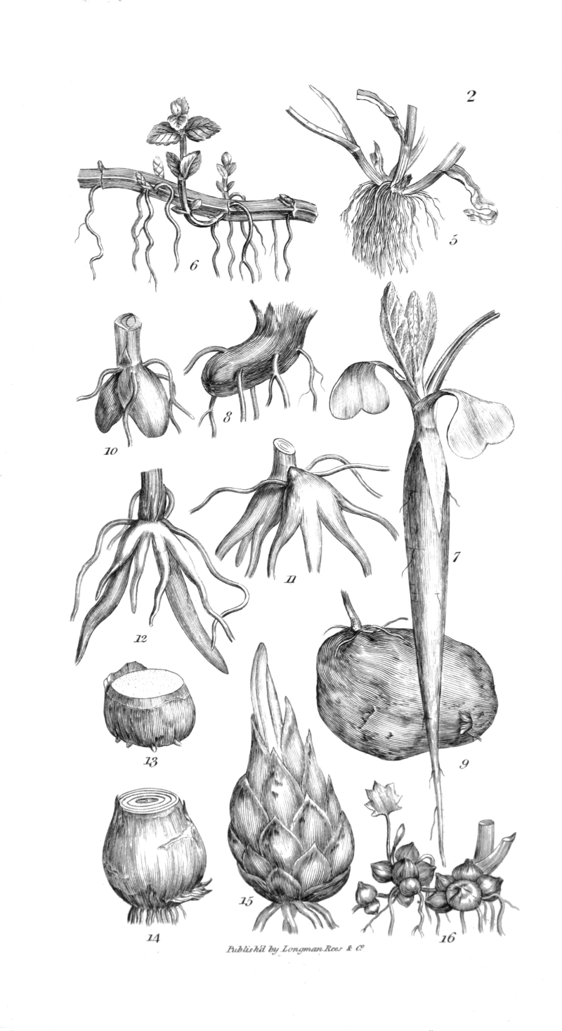 An Introduction To Physiological And Systematical Botany - Portable Network Graphics (800x1467), Png Download