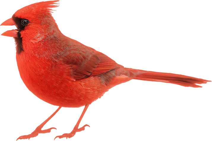 Image Of Cardinal - Birds: A Question And Answer Book (715x477), Png Download