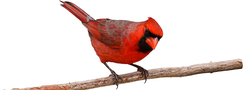 Cardinal2 - Bird On Branch Png (796x295), Png Download