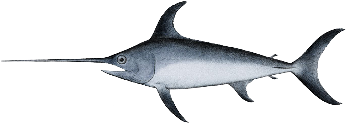 Swordfish-xiphias Gladius - Swordfish Png (700x259), Png Download