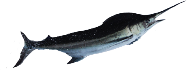 Swordfish - Atlantic Blue Marlin (640x400), Png Download