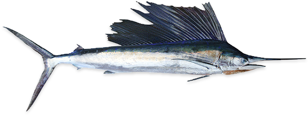 Swordfish - Salt Water Fish Species (625x300), Png Download