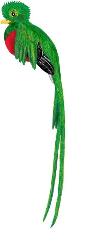 Clip Free Download Bird Animal Cute Free Photo From - El Quetzal De Guatemala Png (500x813), Png Download