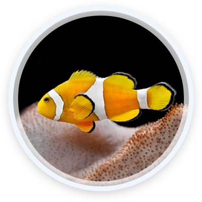 Fish Showcase 3 - Ashgabat (402x402), Png Download