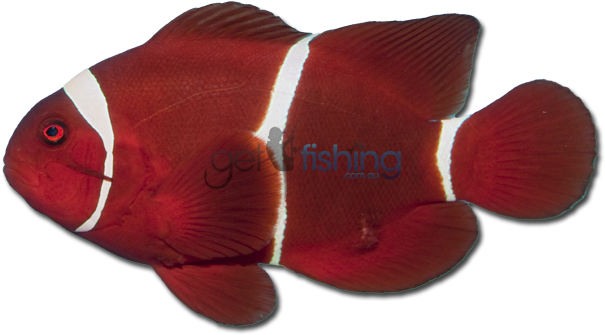 Spine-cheek Clownfish - Maroon Clownfish (648x350), Png Download