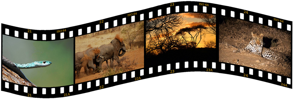 Photo Competition - - Slide Film Png (975x333), Png Download