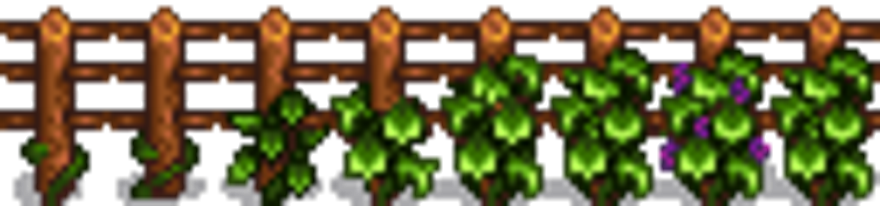 Grapes G - Grape Starter Stardew Valley (880x206), Png Download