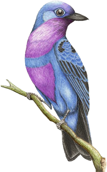 Hareketli Kuş (364x586), Png Download