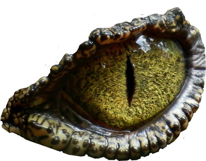 Dinosaur Eye No Background Png Image - Reptile Eyes Cufflinks, Blue/floral White/old Lace (693x543), Png Download