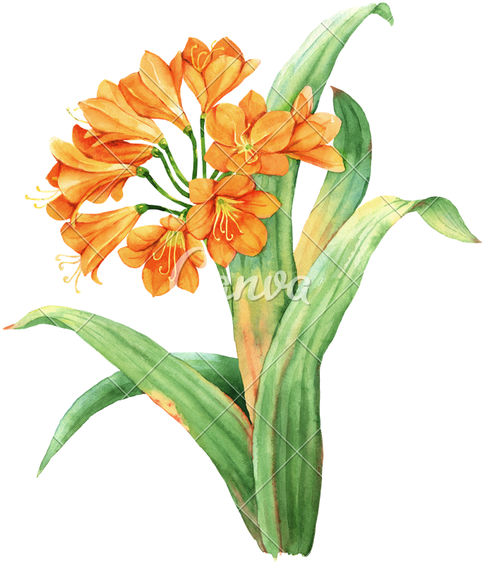 Orange Watercolor Botanical Photos Clipart Stock - Clivia (705x800), Png Download