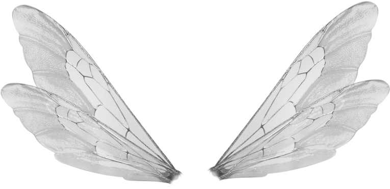 Wings Transparent Bee - Male Fairy Wings Png (900x689), Png Download