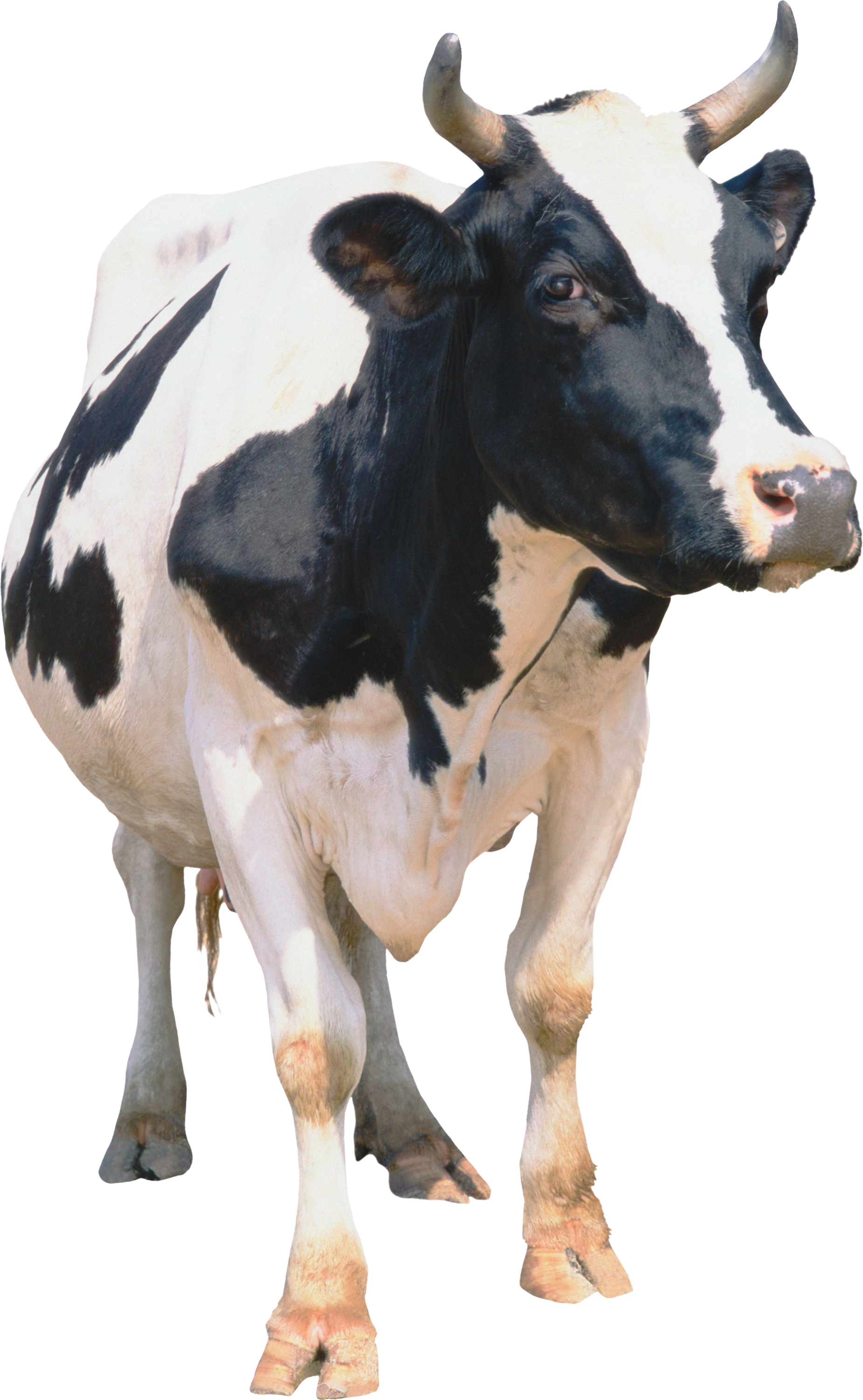 Cow Png (1851x3000), Png Download