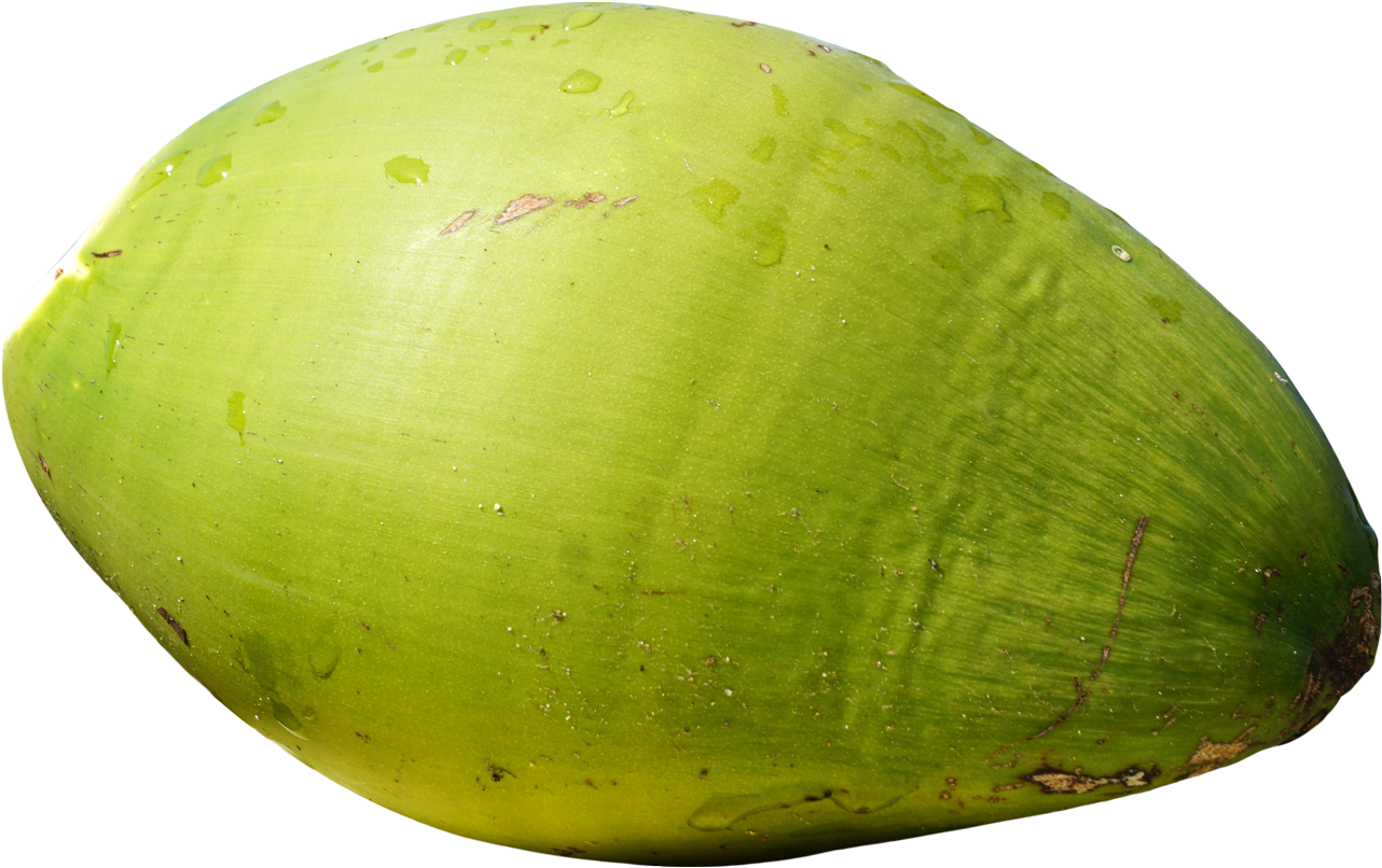 1334 X 856 - Coconut Png (1334x856), Png Download