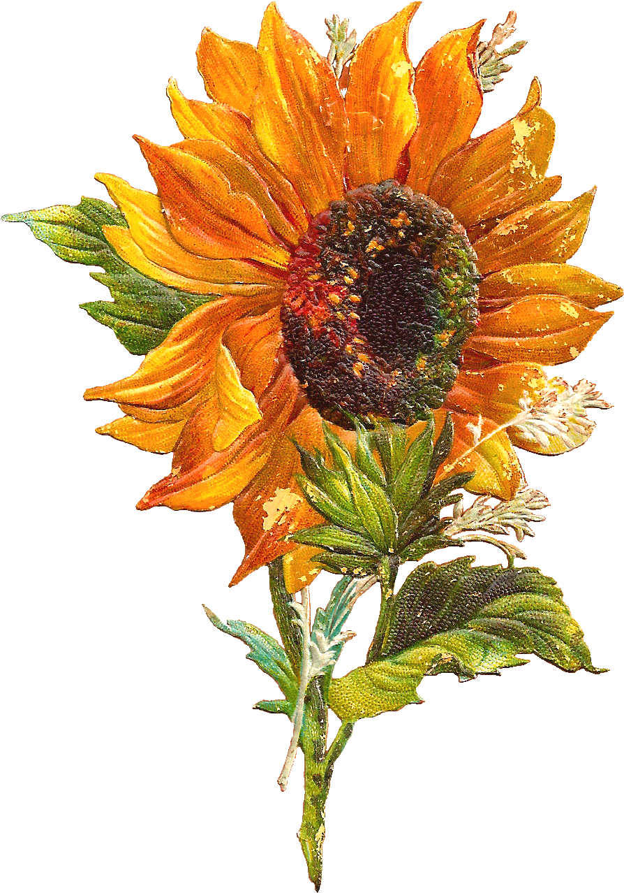 Flower Graphic Sunflower Clip Art Of Victorian Scraps - Vintage Sunflower Clip Art (1064x1482), Png Download